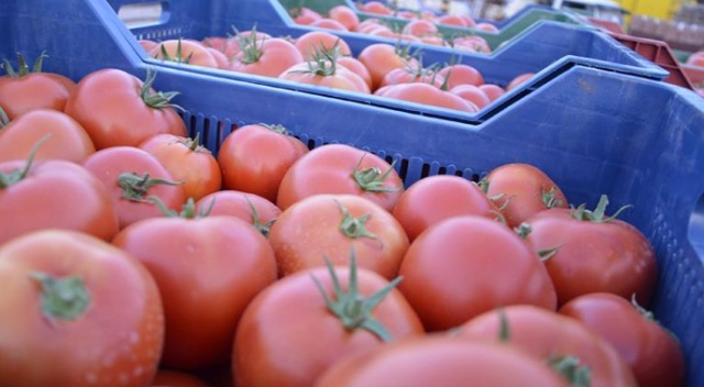 Rusya'ya domates ihracatı arttı