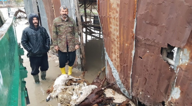 Selin vurduğu köylerde çok sayıda hayvan can verdi Selin vurduğu köylerde çok sayıda hayvan can verdi