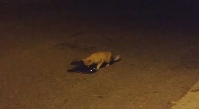 Sokak kedisi arabanın çarptığı arkadaşının başından ayrılmadı Sokak kedisi arabanın çarptığı arkadaşının başından ayrılmadı