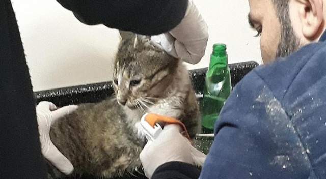 Sosyal medya fenomeni kedi 'Yeşim' öldü