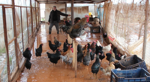 Taşkın suları yaklaşık 300 tavuğu telef etti