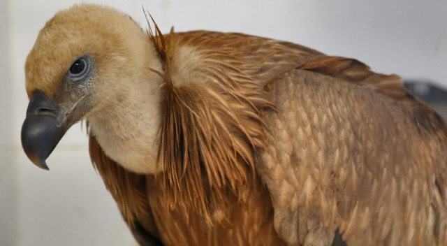 Vicdansızlar kızıl akbabayı zehirledi