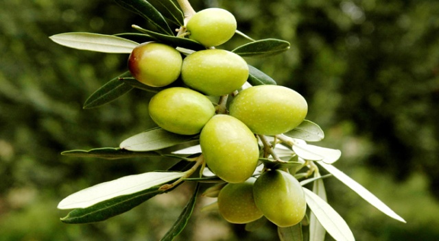 Yeşil zeytin, sofralık zeytin ihracatına damga vurdu Yeşil zeytin, sofralık zeytin ihracatına damga vurdu