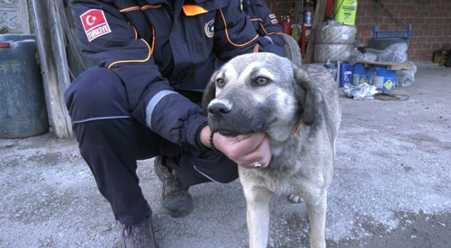 41 gündür kayıp yaşlı adamı bulduğu sanılan köpeğine gps takıldı 41 gündür kayıp yaşlı adamı bulduğu sanılan köpeğine gps takıldı