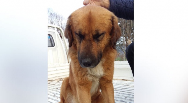 Canilerin av tüfeğiyle vurduğu köpek gözlerini açamıyor