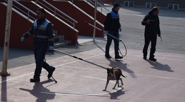 Çorum&#039;da okula giren pitbull öğrencilere saldırdı: 2 yaralı