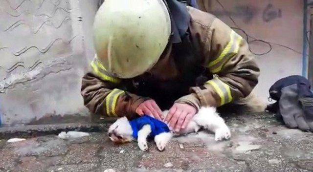 İtfaiyeciden köpeğe kalp masajı ve suni teneffüs İtfaiyeciden köpeğe kalp masajı ve suni teneffüs