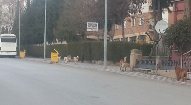 Köpekten kaçan çocuğun ayağı kırıldı Köpekten kaçan çocuğun ayağı kırıldı