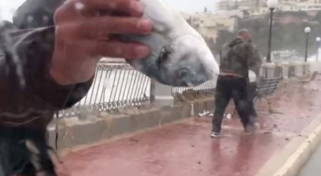 Malta’da balık yağmuru