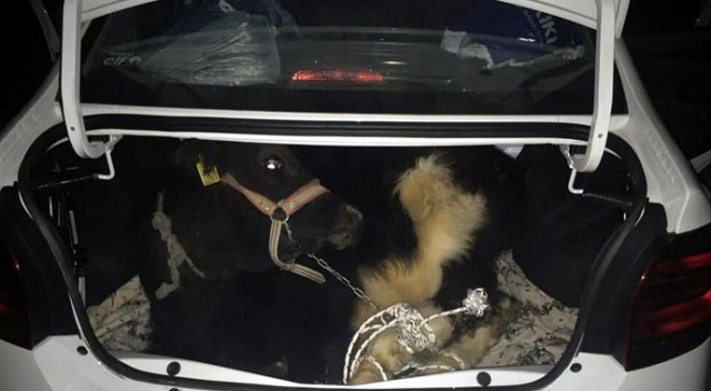 Otomobilin bagajından çalıntı buzağı çıktı