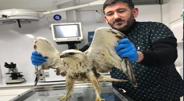 Tüfekle vurulan kartal tedavi altına alındı Tüfekle vurulan kartal tedavi altına alındı