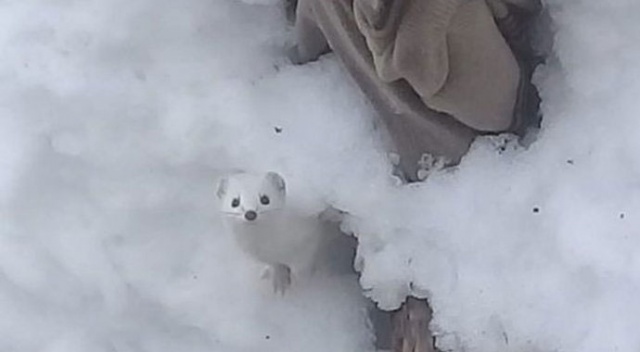 Tunceli'de 'beyaz gelincik' görüntülendi