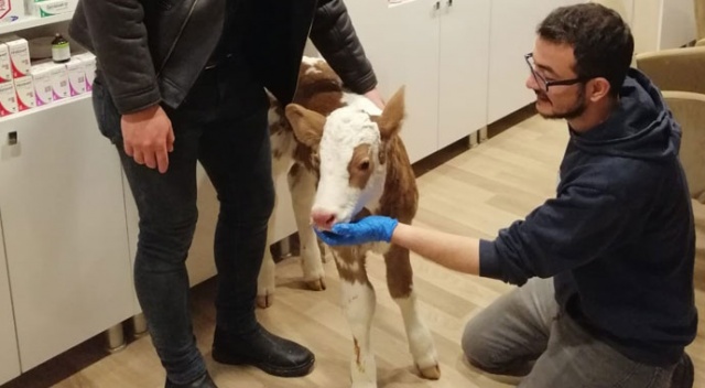Yeni doğan buzağıyı donmak üzereyken buldular Yeni doğan buzağıyı donmak üzereyken buldular