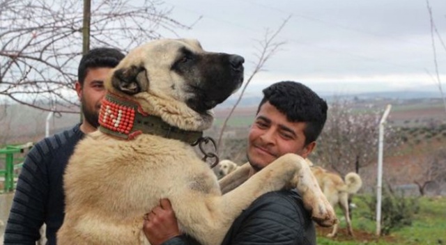 'Guregh' köpekleri, otomobil fiyatına satılıyor
