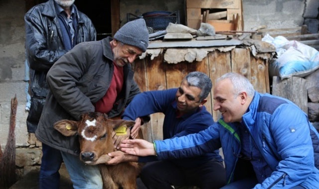Alnında ayyıldıza benzeyen işaretle doğan buzağı büyük ilgi görüyor