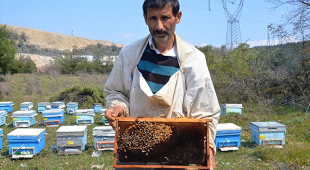 Bursa'da toplu arı ölümleri korkuttu