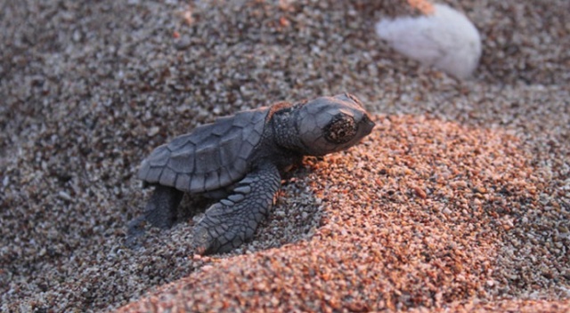 Caretta carettalara 7/24 özel güvenlik Caretta carettalara 7/24 özel güvenlik