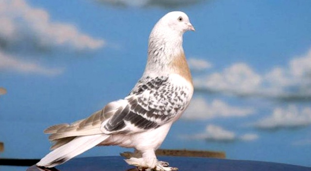 Dünyanın en pahalı güvercini 1.2 milyon euroya satıldı Dünyanın en pahalı güvercini 1.2 milyon euroya satıldı