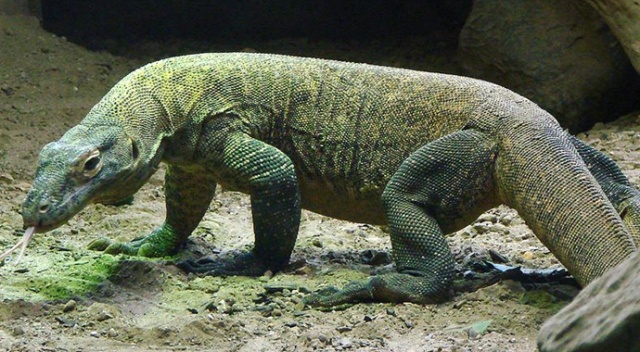 Endonezya'da kaçak Komodo ejderi operasyonu