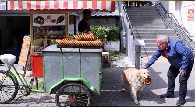 İzmir gevreği sevdalısı köpek Daisy İzmir gevreği sevdalısı köpek Daisy