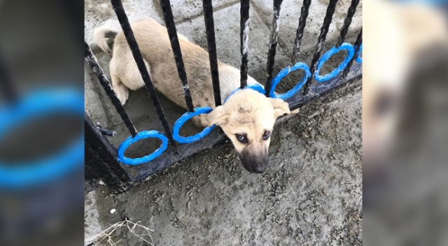 Kafası demir korkuluklara sıkışan sevimli köpekleri itfaiye kurtardı Kafası demir korkuluklara sıkışan sevimli köpekleri itfaiye kurtardı