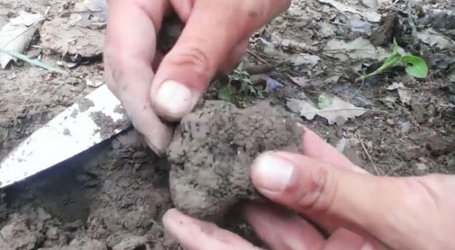Kilosu 14 bin TL'ye kadar satılıyor... 'Kral yiyeceği' gelir kapısı olacak Kilosu 14 bin TL'ye kadar satılıyor... 'Kral yiyeceği' gelir kapısı olacak