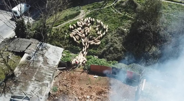 Koyunlarını yangından böyle kurtardı