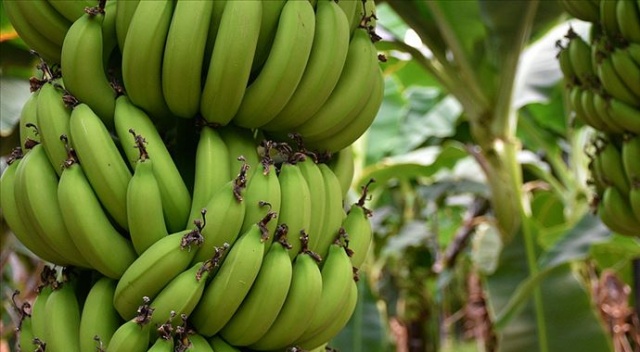 Maldivler'e Türk muzu Maldivler'e Türk muzu