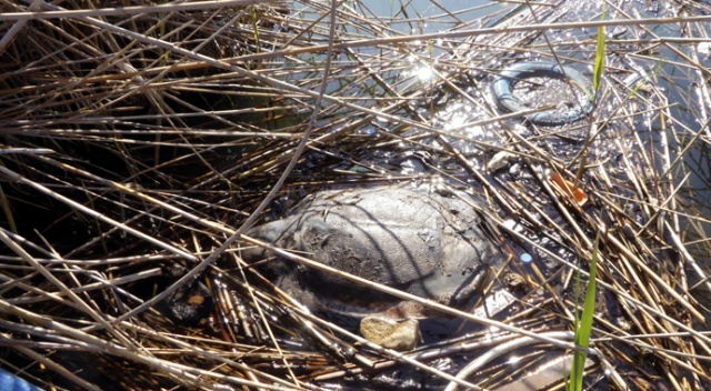 Muğla'da 2 caretta caretta ölü bulundu Muğla'da 2 caretta caretta ölü bulundu