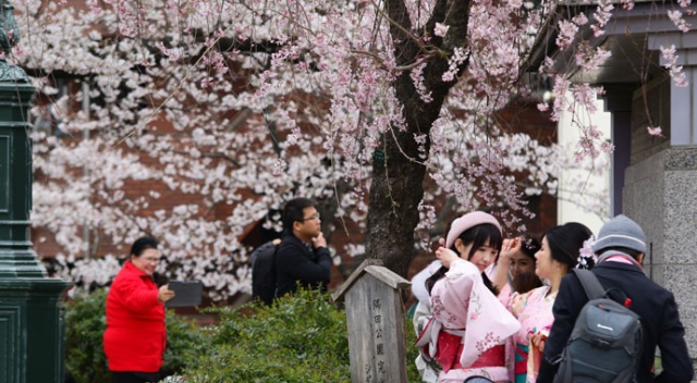 Sakura mevsimi Tokyo&#039;ya erken geldi