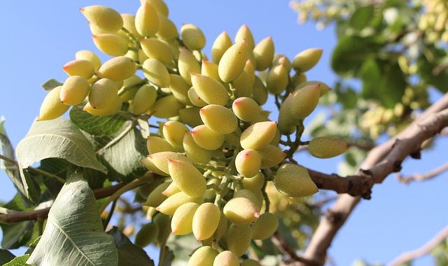 Siirt fıstığı dünyaya açılıyor