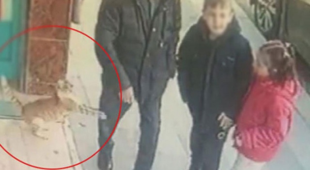 Sosyal medyada fenomen olan kedi Bayrampaşa&#039;da çıktı