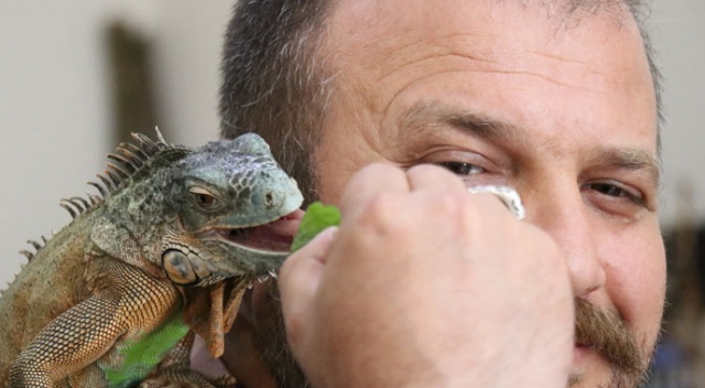 5 yıldır beslediği iguana en yakın arkadaşı oldu 5 yıldır beslediği iguana en yakın arkadaşı oldu
