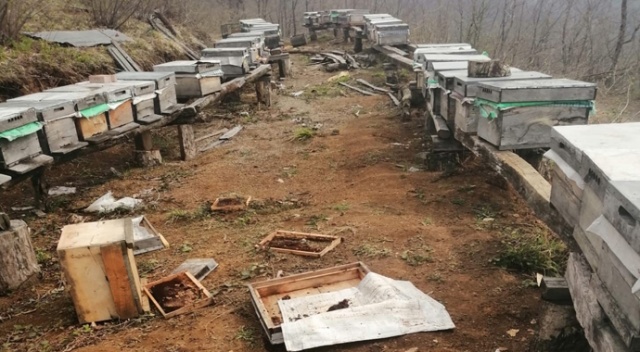 Ayı saldırıları köylüleri canından bezdirdi