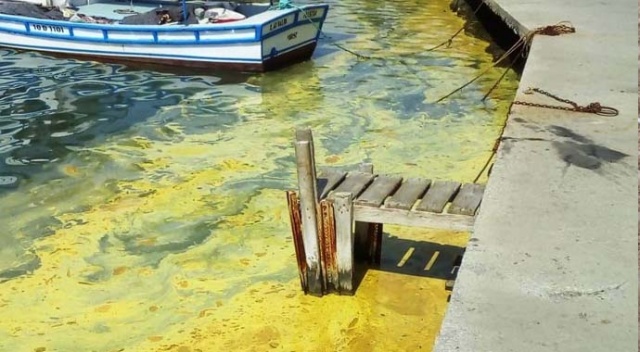 Ayvalık’ta deniz üzerindeki sarı tabaka şaşırttı