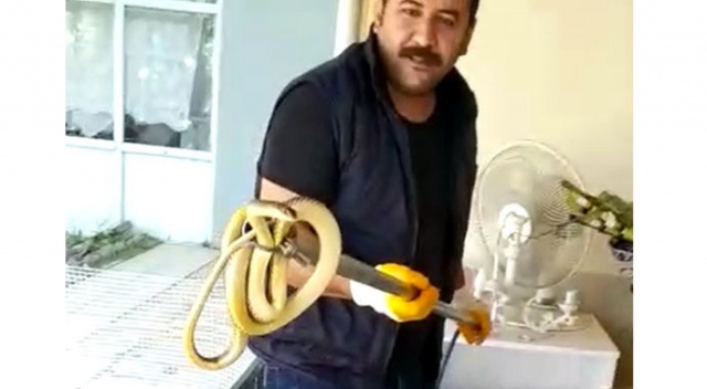 Balkona gelen 2 metre uzunluğundaki yılan korkuttu