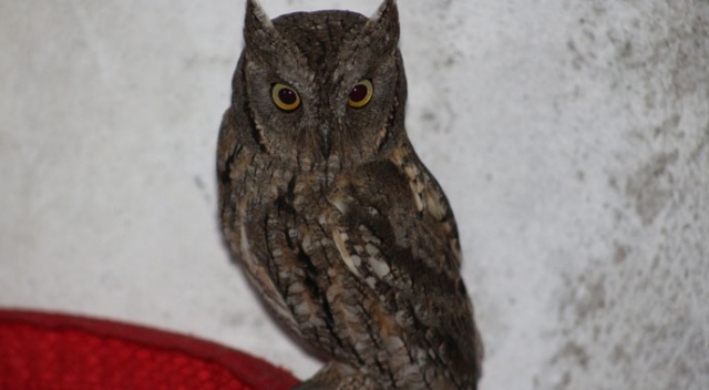 Baykuş apartmanı mesken tuttu