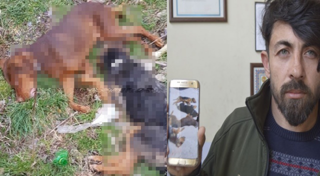 Bir köpek katliam haberi de Kütahya'da Bir köpek katliam haberi de Kütahya'da