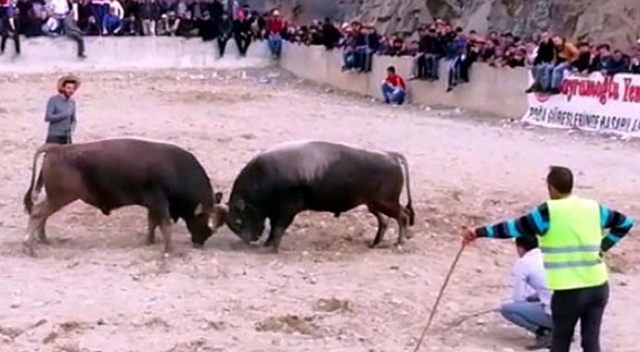 Boğa güreşi sırasında kan donduran ölüm...