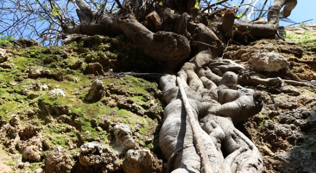 Bu incir ağacı görenleri şaşırtıyor