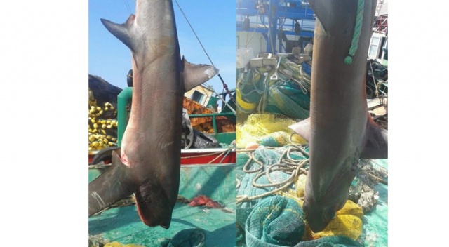 Dev köpek balığı, balıkçıların ağına takıldı Dev köpek balığı, balıkçıların ağına takıldı