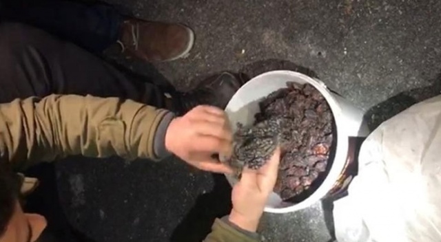 Erik kurusu içerisine saklanan uyuşturucuyu narkotik köpeği buldu Erik kurusu içerisine saklanan uyuşturucuyu narkotik köpeği buldu