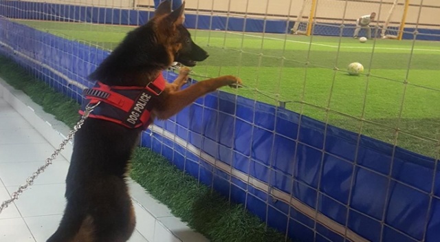 Futbol düşkünü köpek görenleri hayretler içinde bırakıyor Futbol düşkünü köpek görenleri hayretler içinde bırakıyor