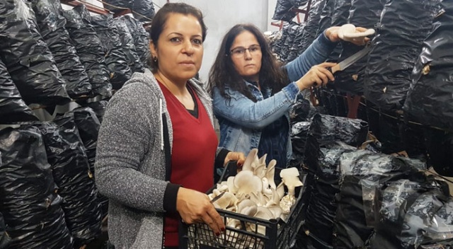 İki arkadaş azmetti, mağazayı mantar tarlasına çevirdi
