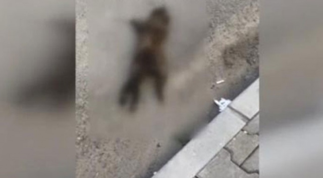 İstanbul&#039;da vahşet! Anne ve yavru kediler öldürülmüş halde bulundu