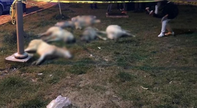 Köpekleri zehirleyen zanlılar yakalandı