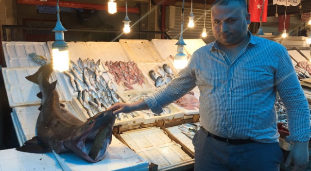 Mersinli balıkçıların ağına köpek balığı takıldı