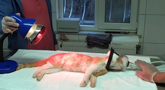 Öldü sanılan kedinin inanılmaz kurtuluşu