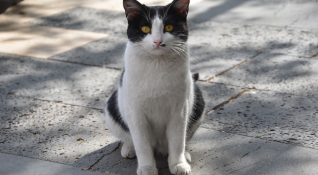 Patisiyle kapıyı açan kedi fenomen oldu Patisiyle kapıyı açan kedi fenomen oldu
