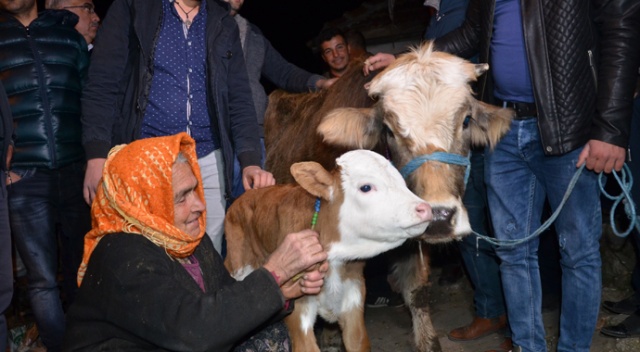 Sabiha niniye bir inek de iş adamından geldi